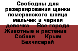 Свободны для резервирования щенки померанского шпица мальчик и черная девочка  - Все города Животные и растения » Собаки   . Крым,Бахчисарай